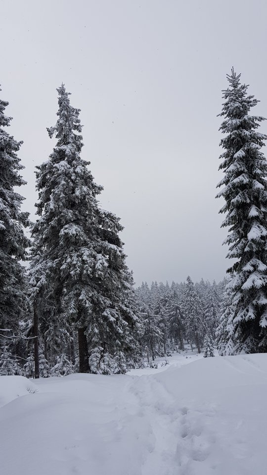 20181230_100445.jpg - CCC76