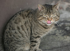 Czym dachowiec przewyższa kanapowca? Dachowiec ma jaja...