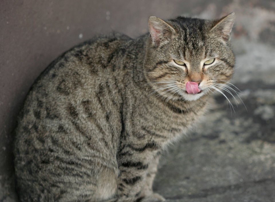 Czym dachowiec przewyższa kanapowca? Dachowiec ma jaja... - exlibris