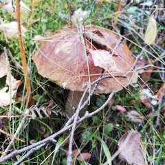 IMG_20191006_132844.jpg
