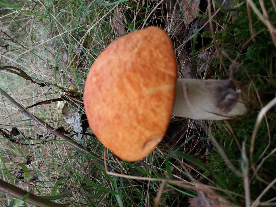 20191005_132737.jpg - Yaro1980