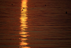 DSC_0236.jpg