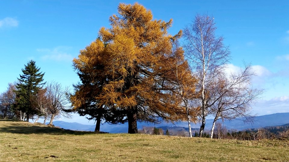 20191111_175519.jpg - bosmat45