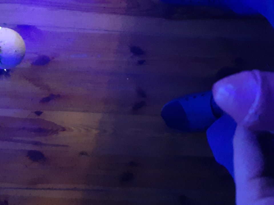 20191226_202133.jpg - Losmentos