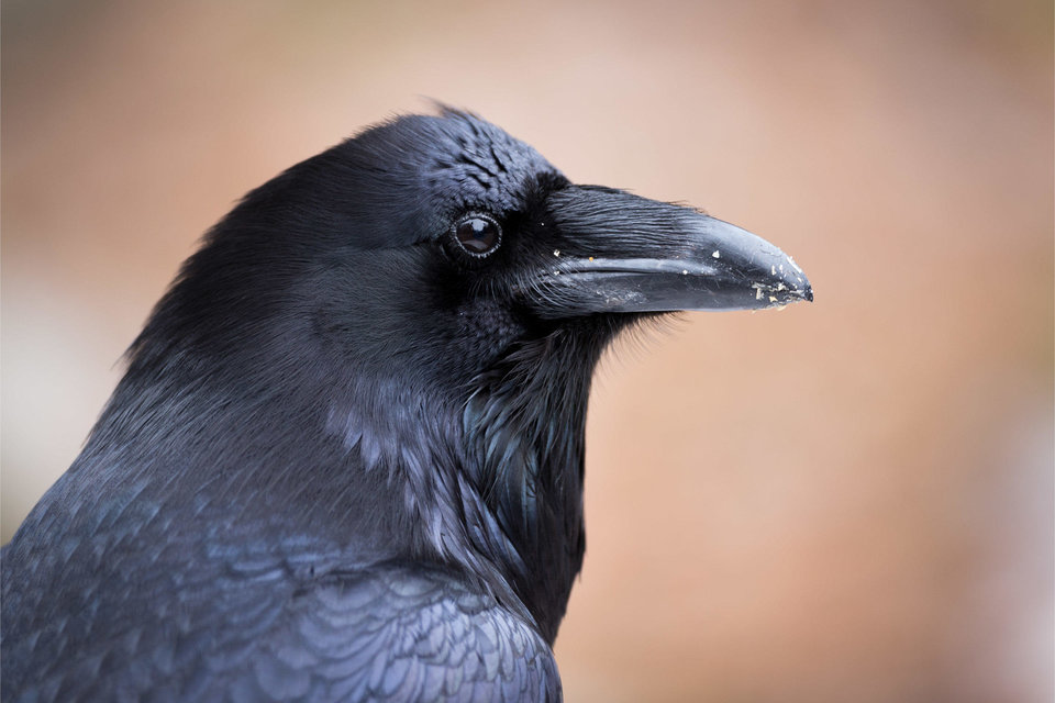 h_a1_4767_1_common_raven_andrew_lunt_kk_adult.jpg - piotrpoznan1974