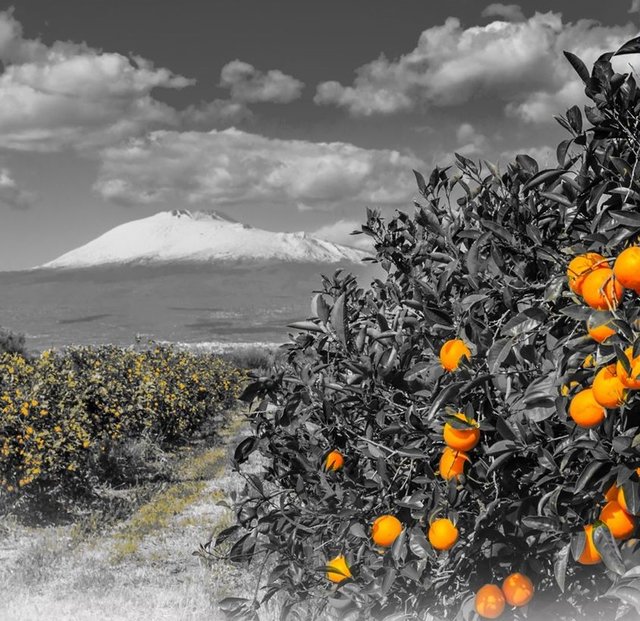 PIC20200207_01023.jpg - Sicilia