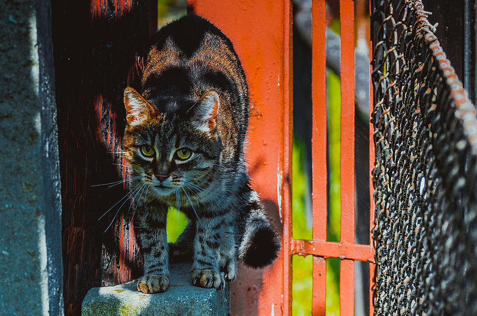 Dzień Kota :) - mystic