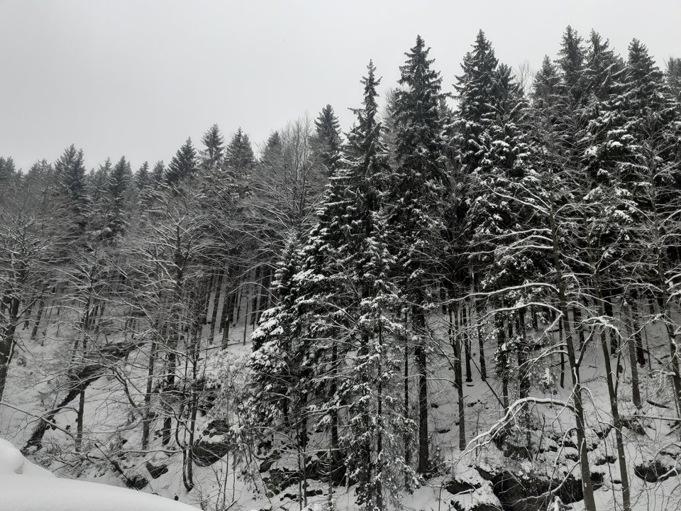 20200229_110253.jpg - Przemodkl79