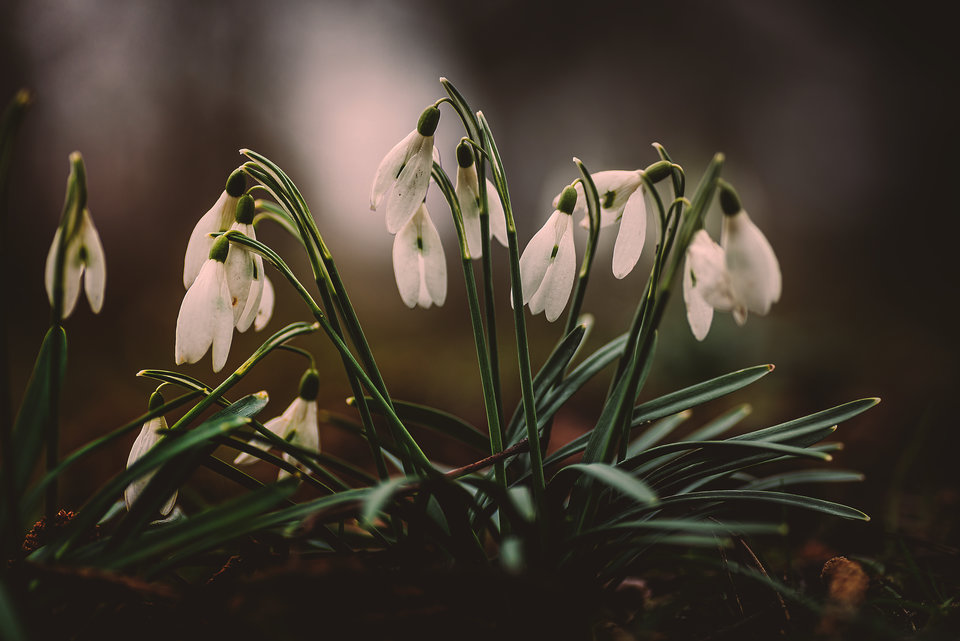 Wiosna w Krakowie - mystic