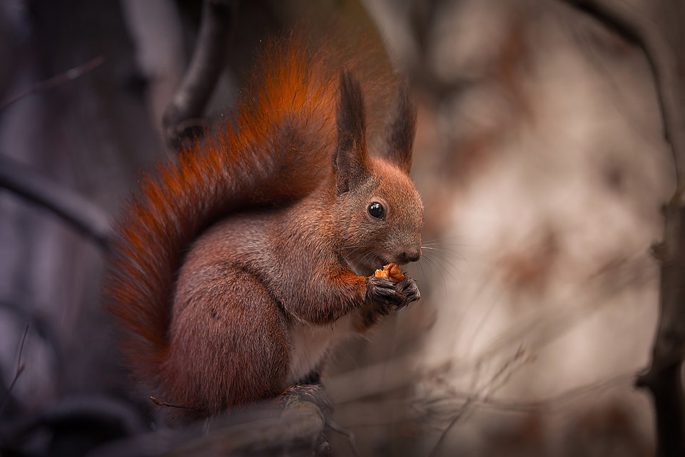 Drevny Kocur - mystic