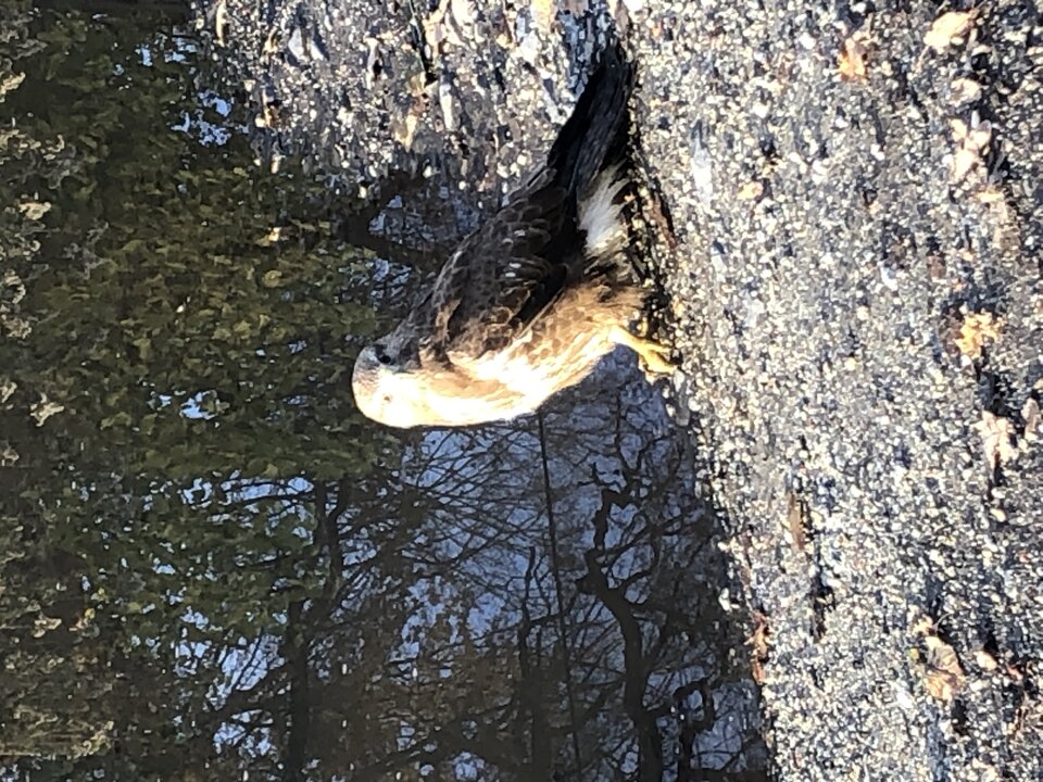 IMG_0270.jpeg - Zirgadis