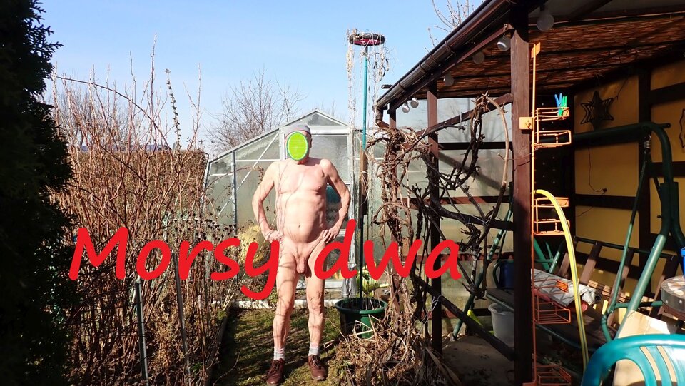 W słoneczku. - Morsy_dwa