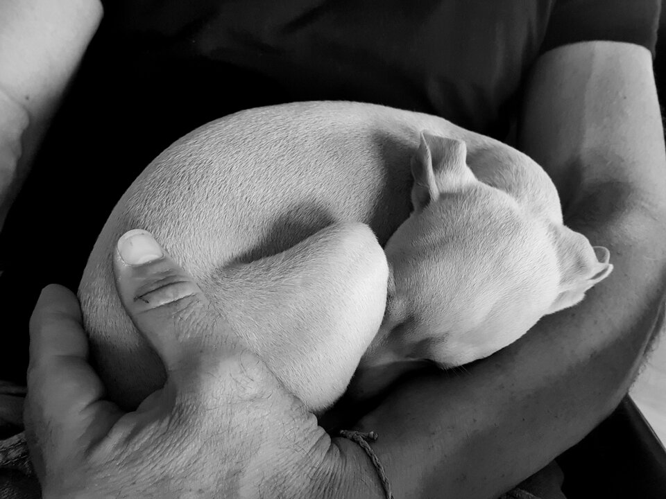 20260324_141559.jpg - Tiramisu_