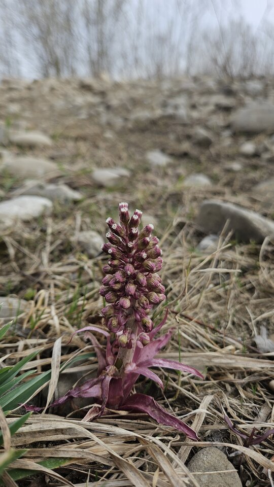 20260325 - nowytomas