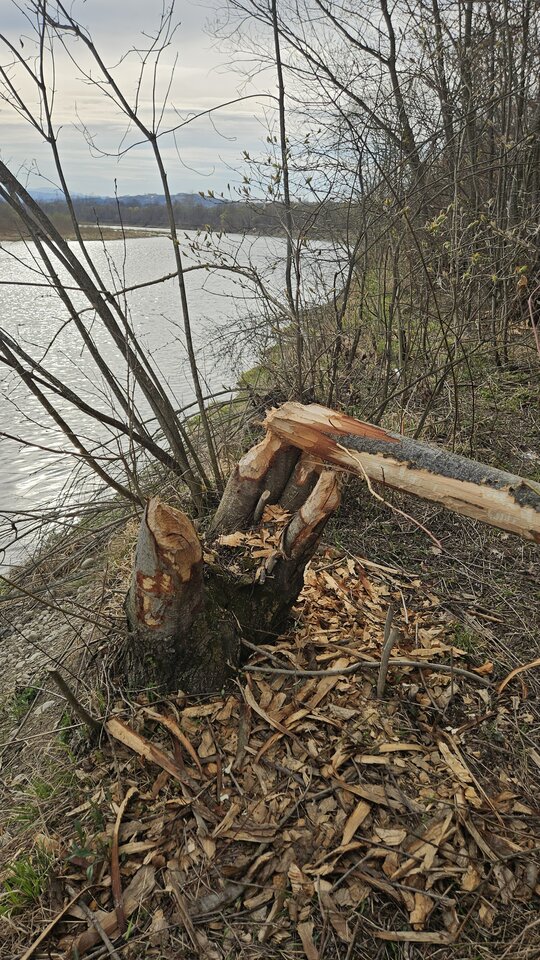 1000051985.jpg - nowytomas