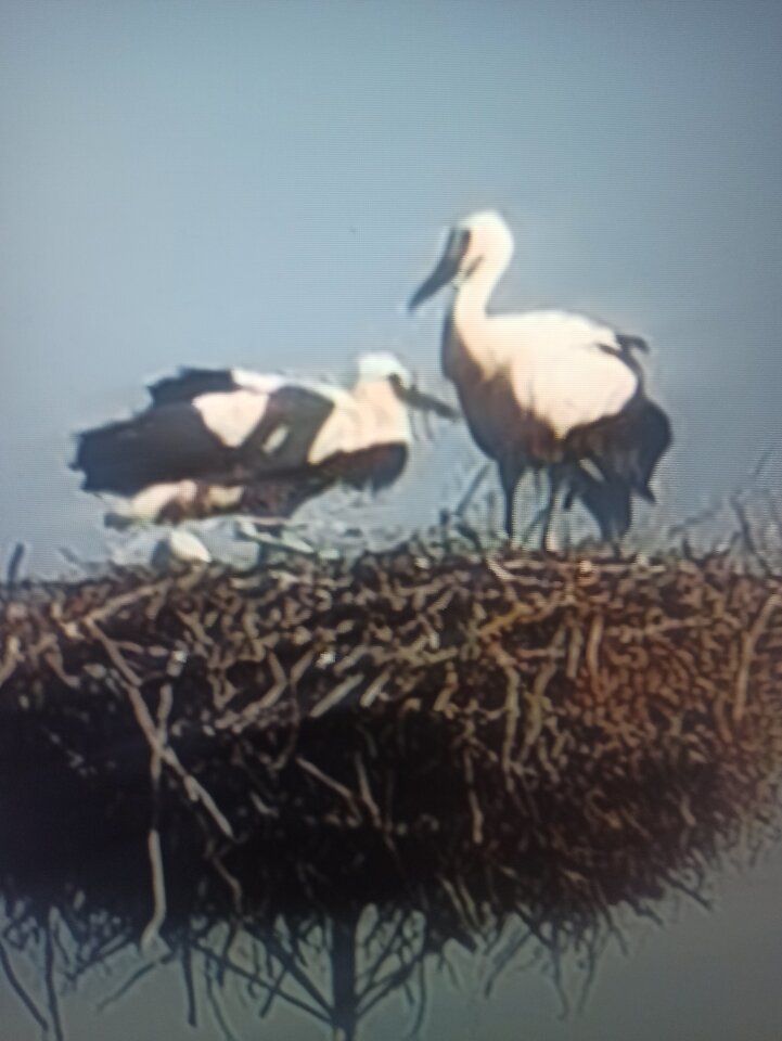 IMG_20260320_061850.jpg - Szukamrealnejbi