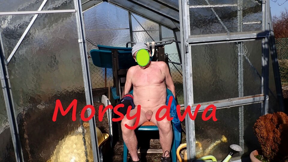 W słoneczku. - Morsy_dwa