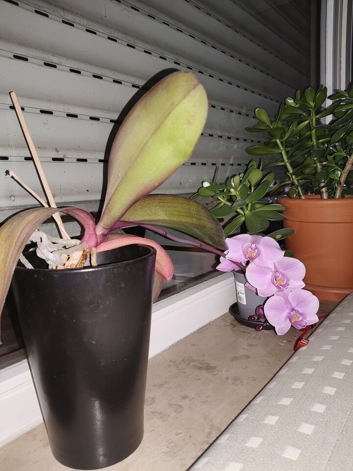 Chyba tu zwiędne 🙂‍↕️ - Qwertygo