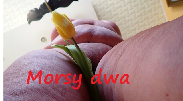 Morsy_dwa