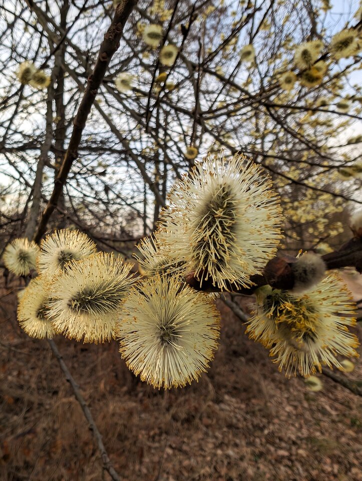 1000069862.jpg - sensory_