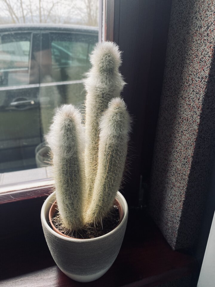 IMG_9584.jpeg - May_Day