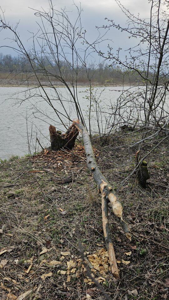 2.04.2026 Stadła - nowytomas