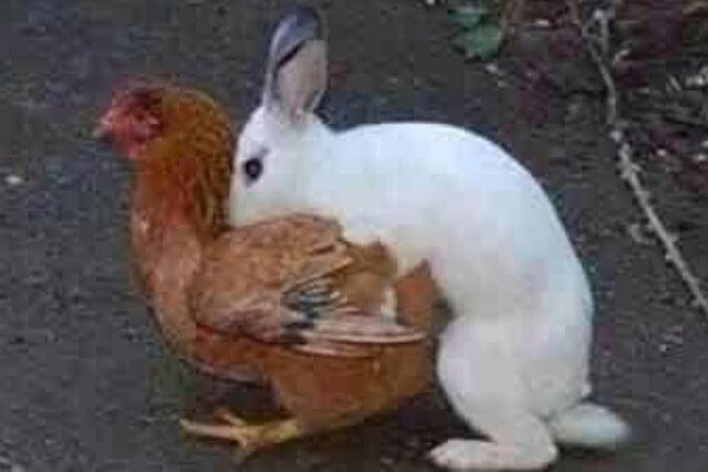 WielebnyKataryniarzPucykut