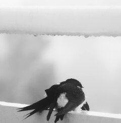 Gdzieś kiedyś w Żorach.jpg