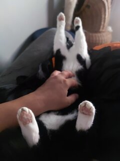 Moja Pussy Cat :D.jpg