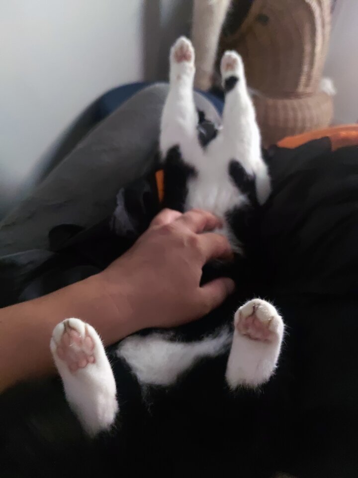 Moja Pussy Cat :D.jpg - moonlight85