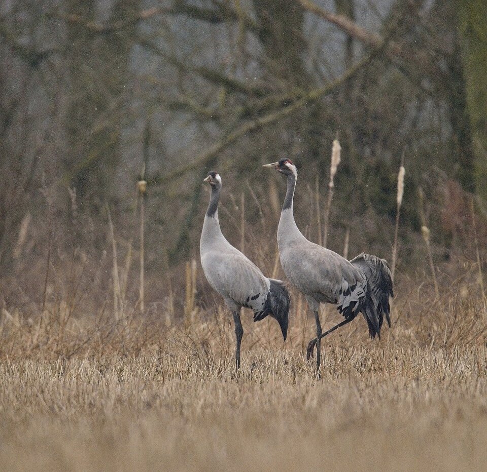 1000033900.jpg - TakijaCT