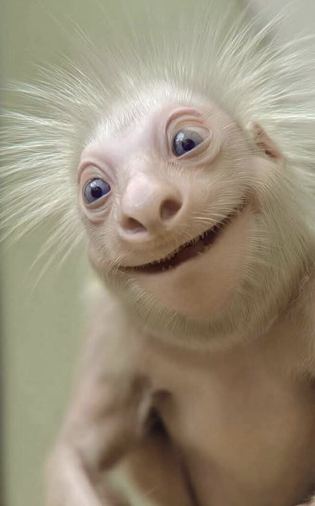 WielebnyKataryniarzPucykut