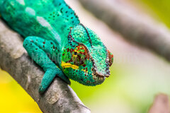 Cameleon
