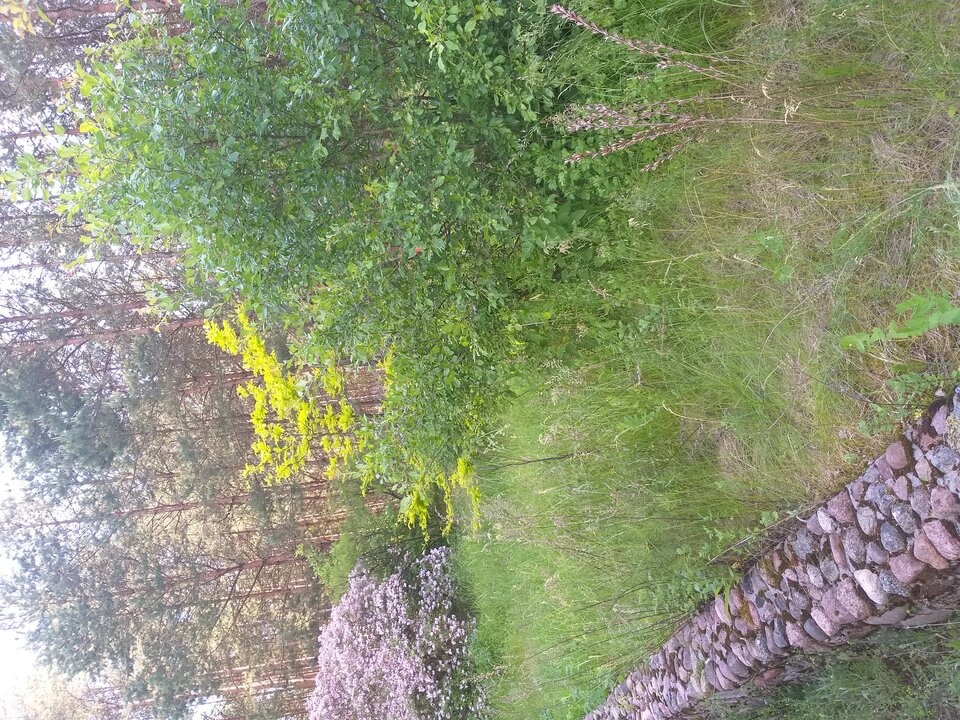 20200617_174056.jpg - Dojrzaly59bi