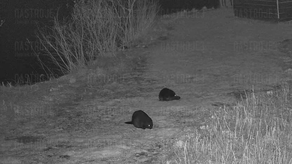 Bobry koszą trawę na majówkę. - Nastroje3