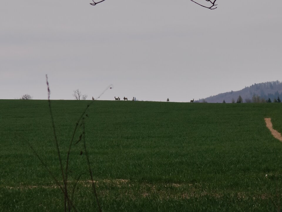 1000024690.jpg - alibaba1975