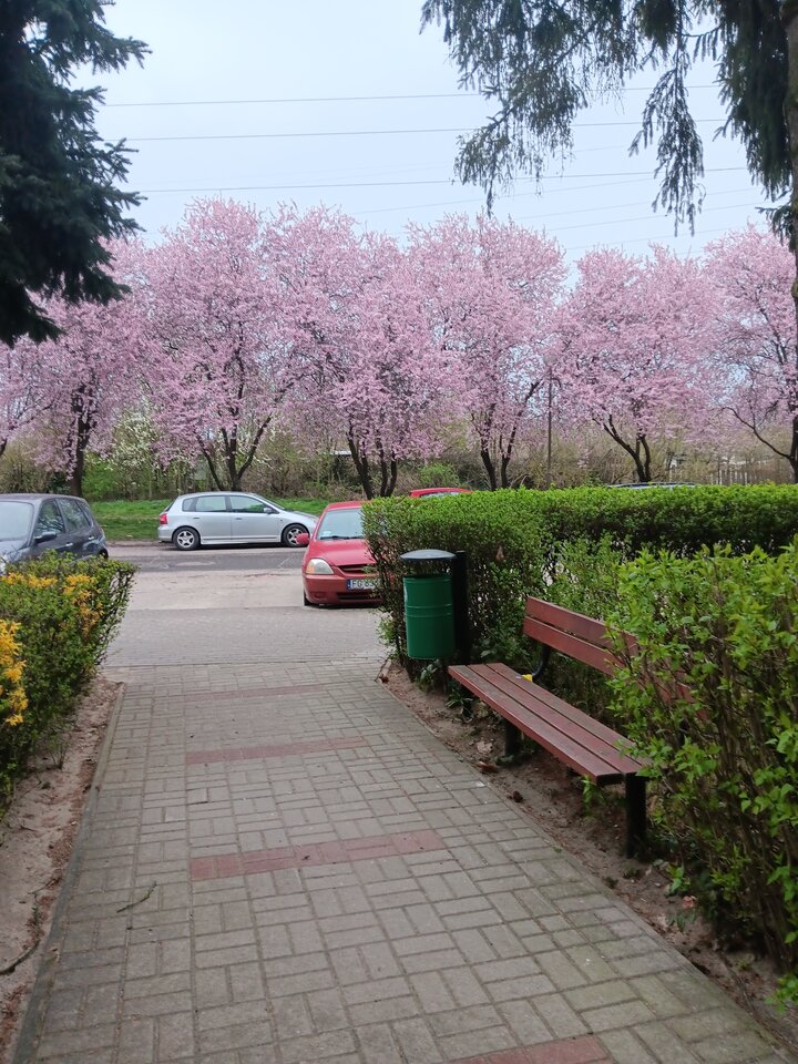 20260414_180438.jpg - WESOLAWDOWKA