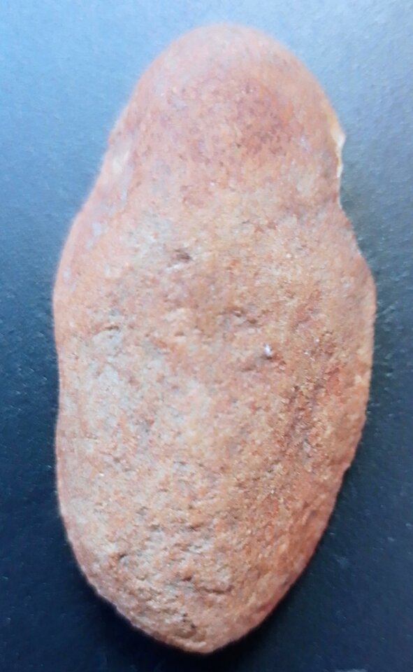 IMG_20260415_084103 (1).jpg - Wsparrowhawk