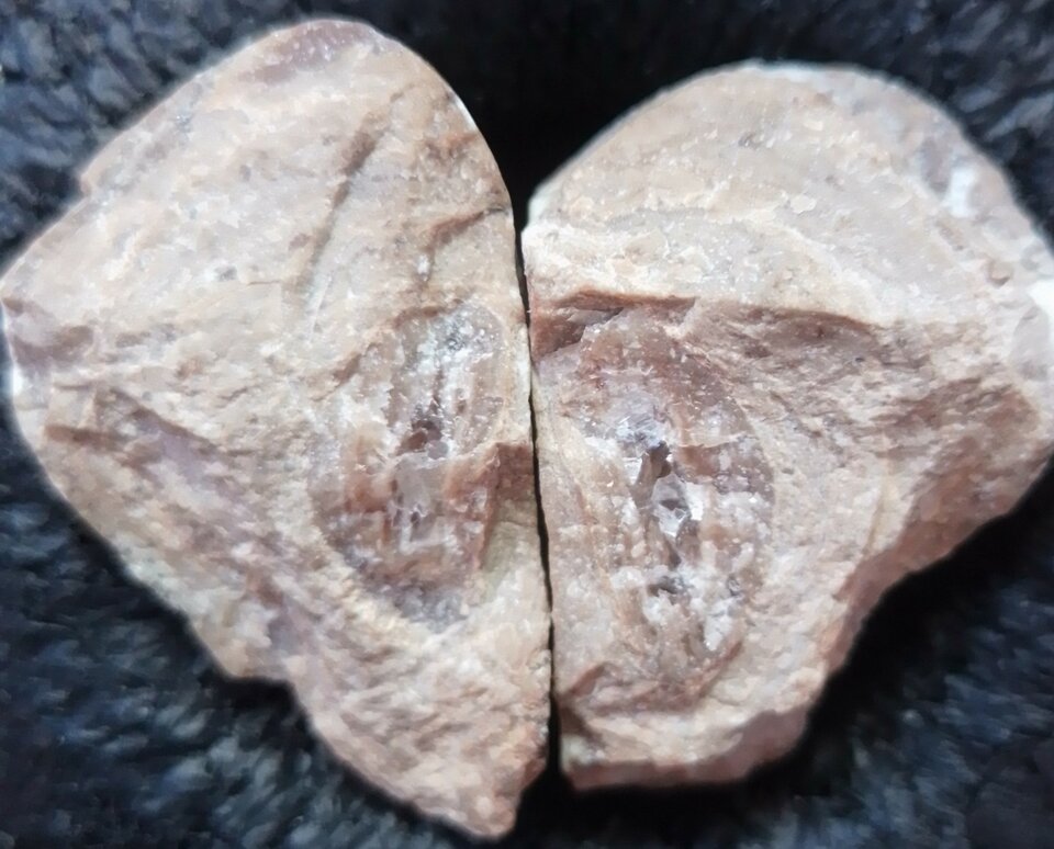 IMG_20260415_084815~3.jpg - Wsparrowhawk