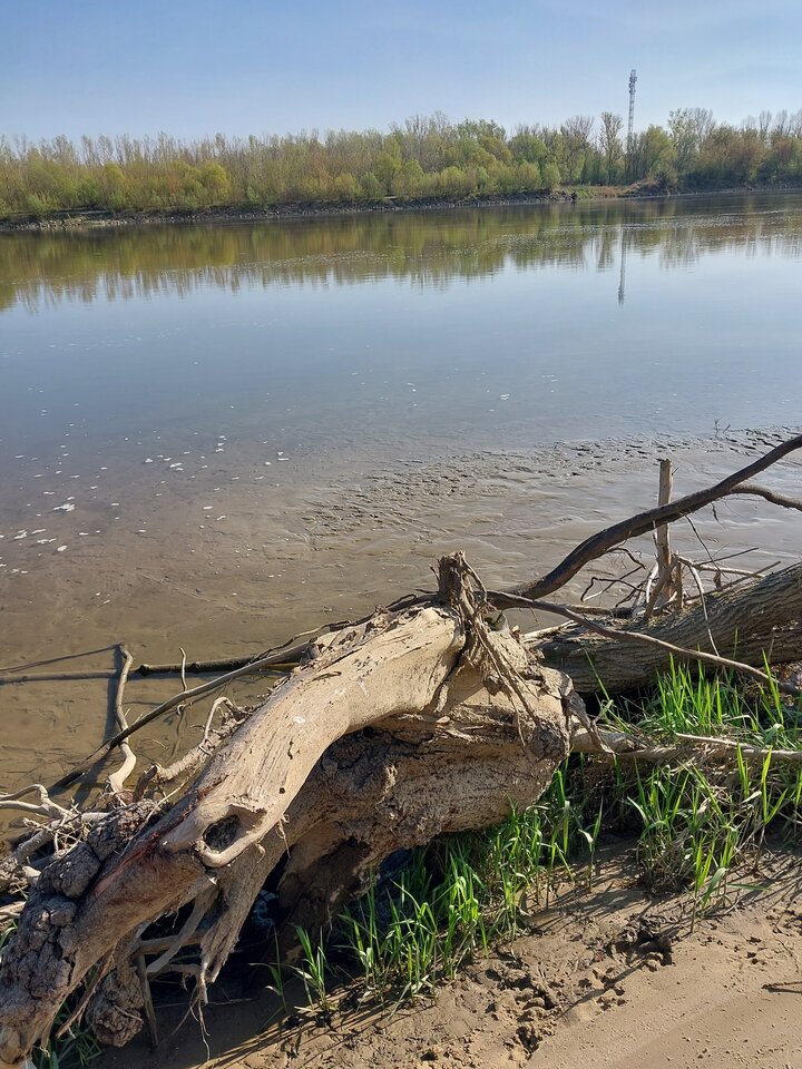 20260416_092318.jpg - Chiroptera1962