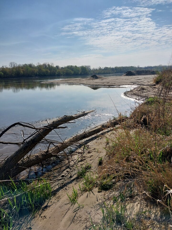 20260416_092312.jpg - Chiroptera1962