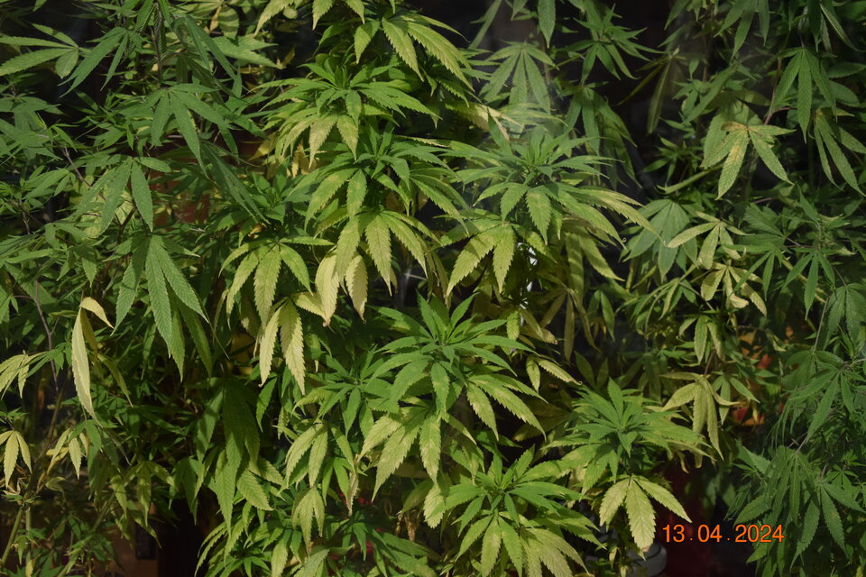 DSC_1177.JPG - Zawiedziony1234