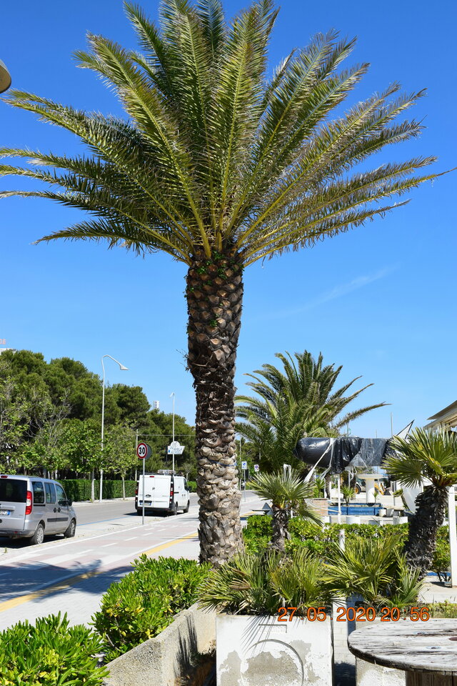 DSC_0307.JPG - Zawiedziony1234