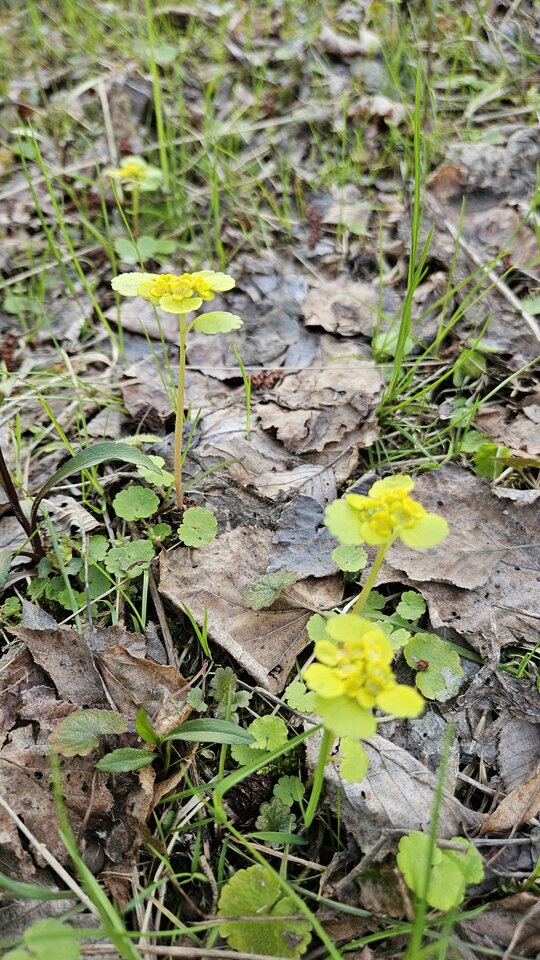 1000054321.jpg - nowytomas