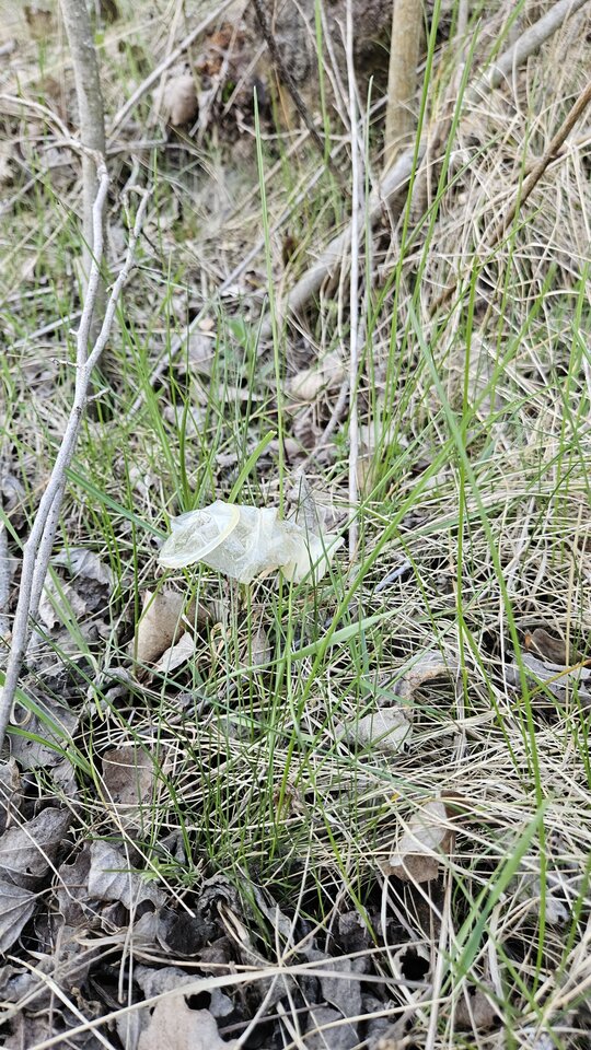 1000054238.jpg - nowytomas