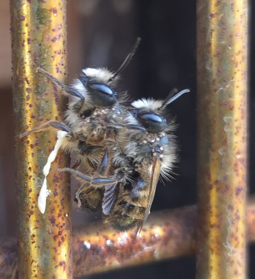 1000039872.jpg - parkaparka