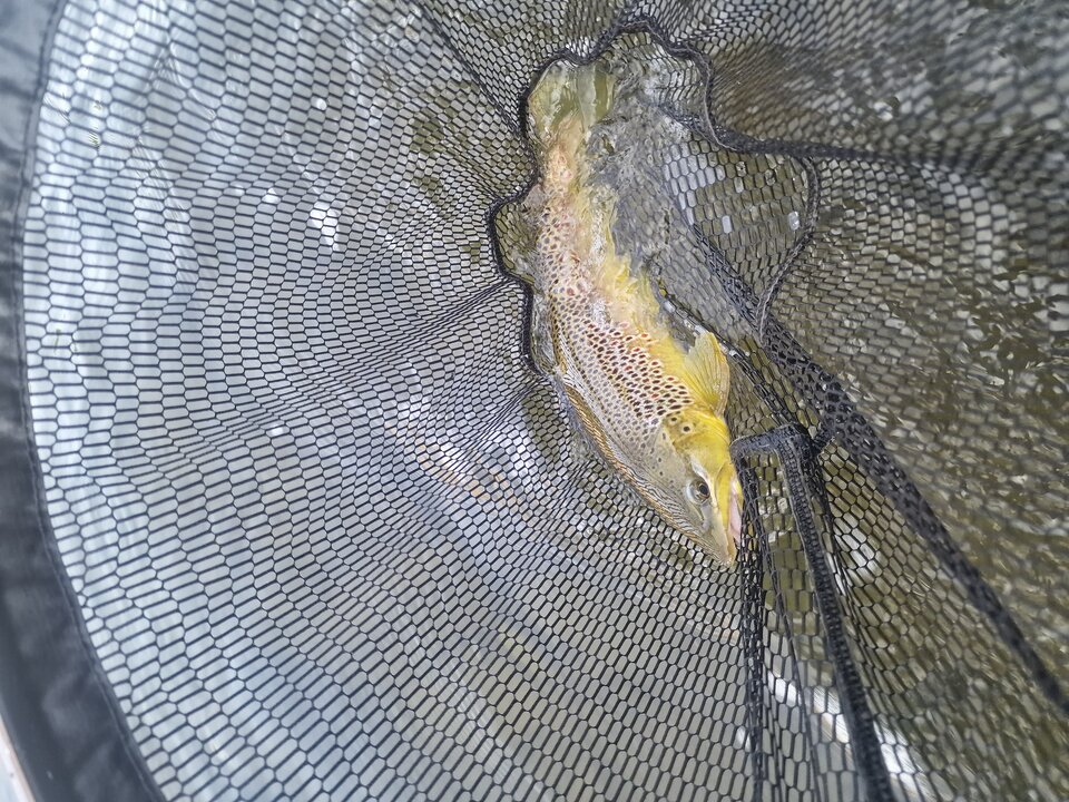 1000075268.jpg - Tomee80