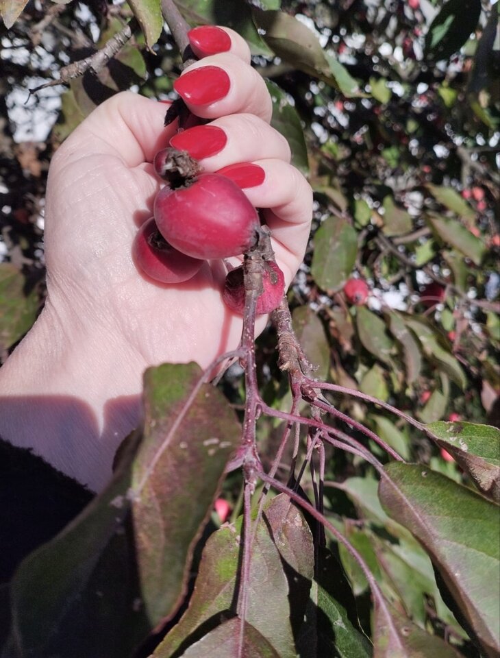 1000088271.jpg - MoJa18