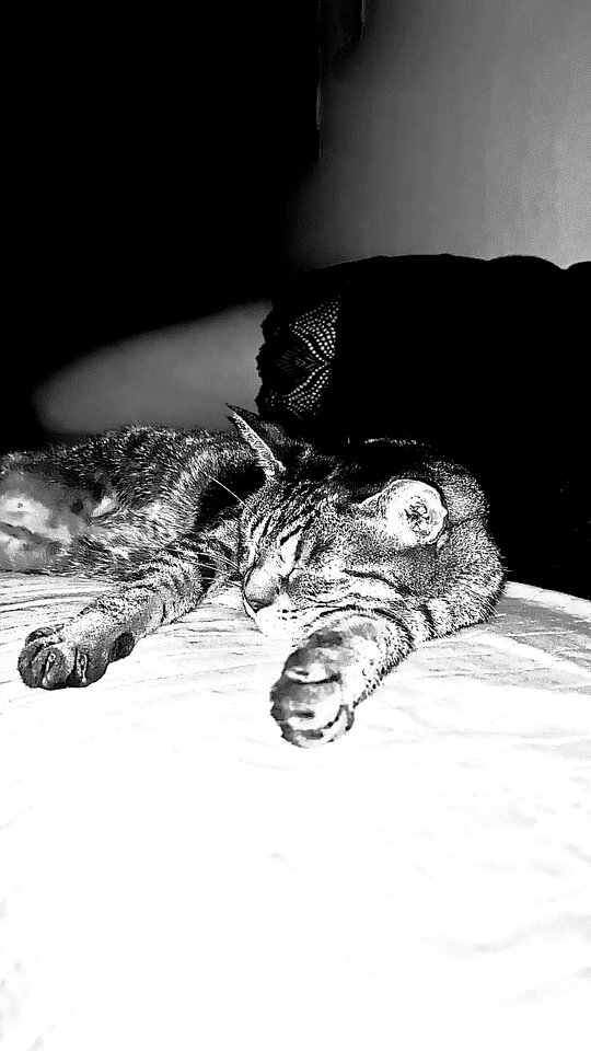 7232.jpg - findomma49