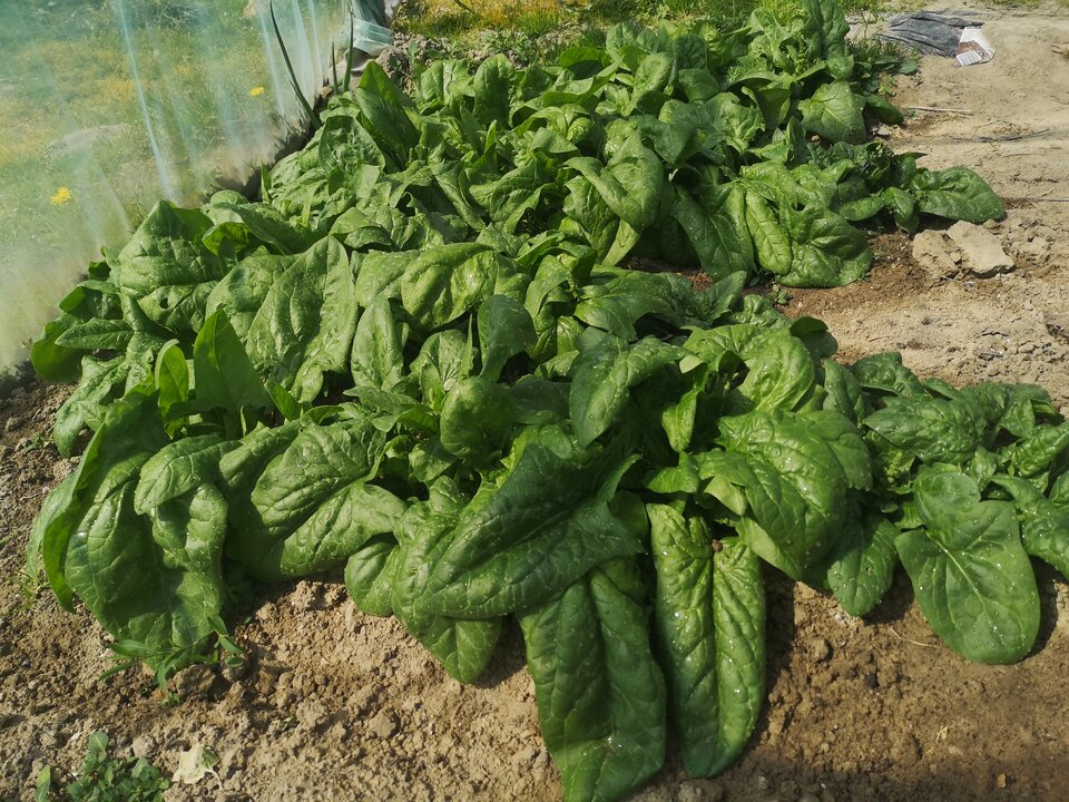 17767676008876050810730413885929.jpg - Kokosowylbn